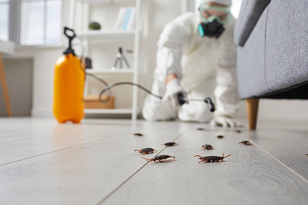 Commercial Rodent Management in Madeira Beach